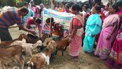Mehrere indische Frauen bekommen die Ziegenhaltung direkt an den Tieren erklärt.