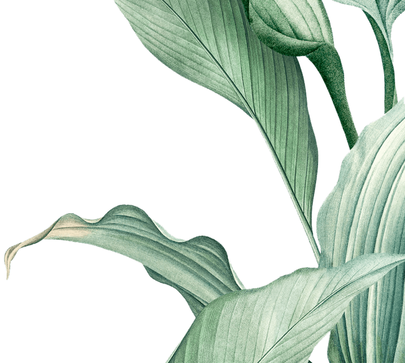 Grafische Zeichnung von grünen Calathea Blättern